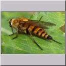 Thereva nobilitata - Stilettfliege w04c 12mm.jpg